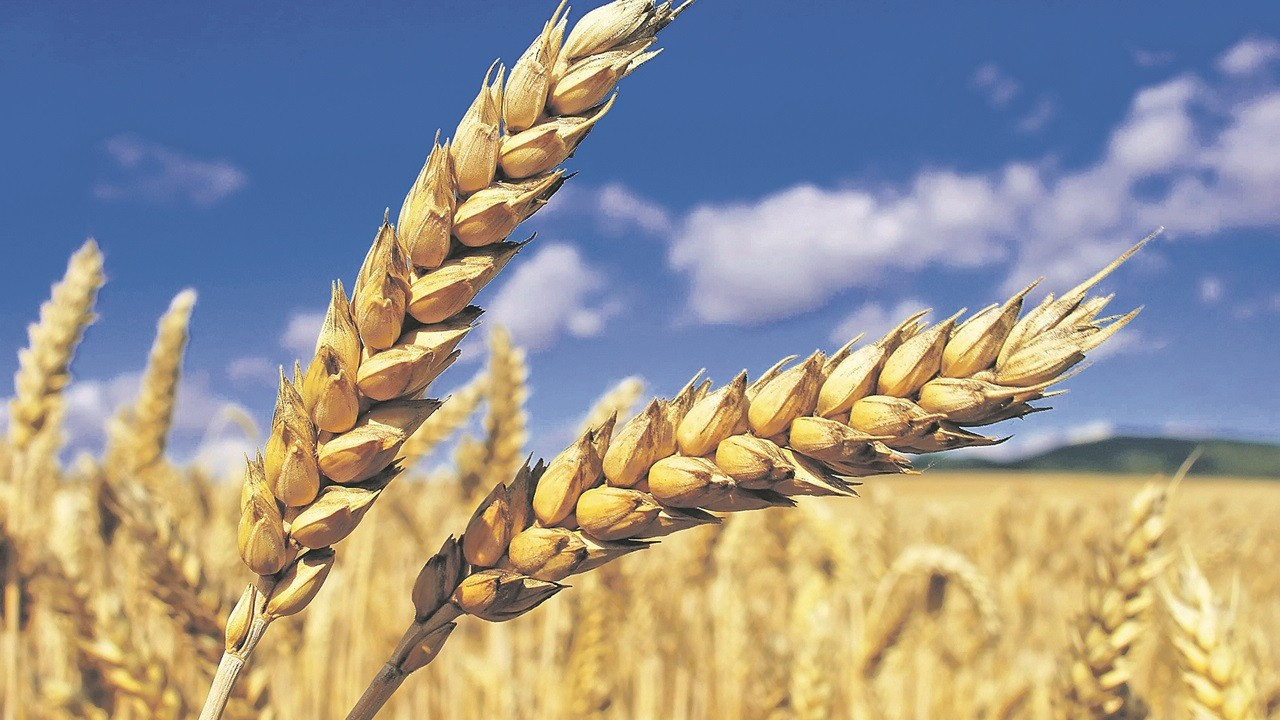 Türkiye’de buğday arzında herhangi bir sıkıntı görülmüyor