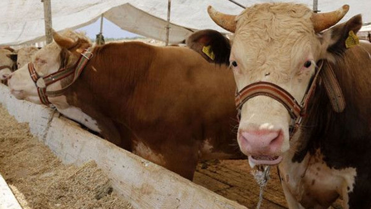 TESK Başkanı uyardı: Kurbanlık satışlarında dolandırıcılara dikkat!