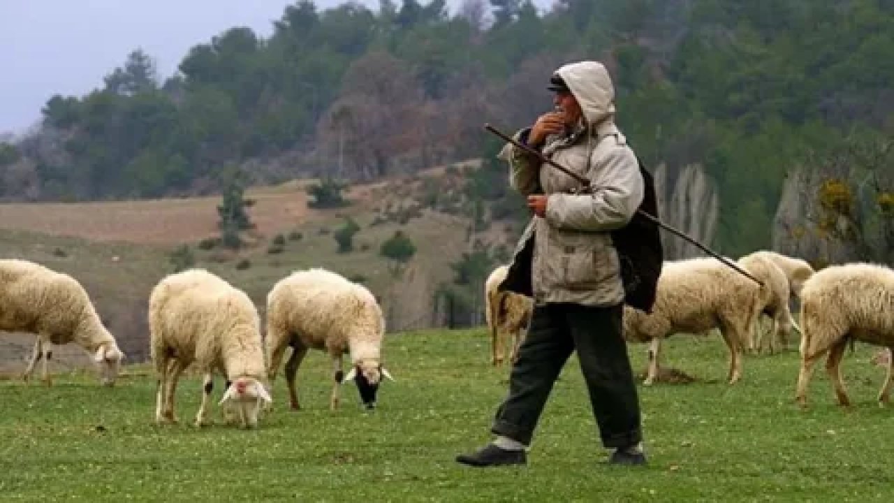 Çobanın maaşı sosyal medyayı salladı: Gerçek ne?