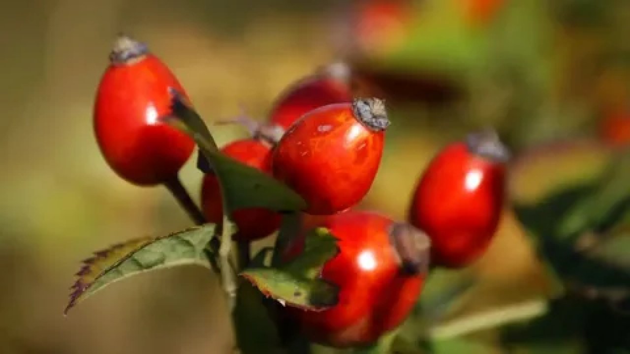 Kuşburnu: C vitamini deposunun yükselişi ve ekonomik katkıları…